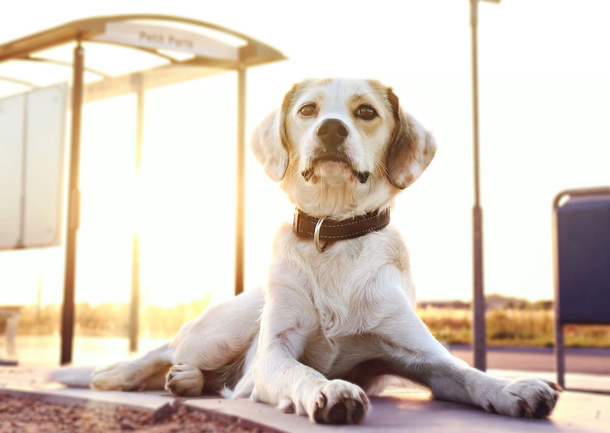 Los perros podrán viajar en colectivo en Lomas de Zamora.