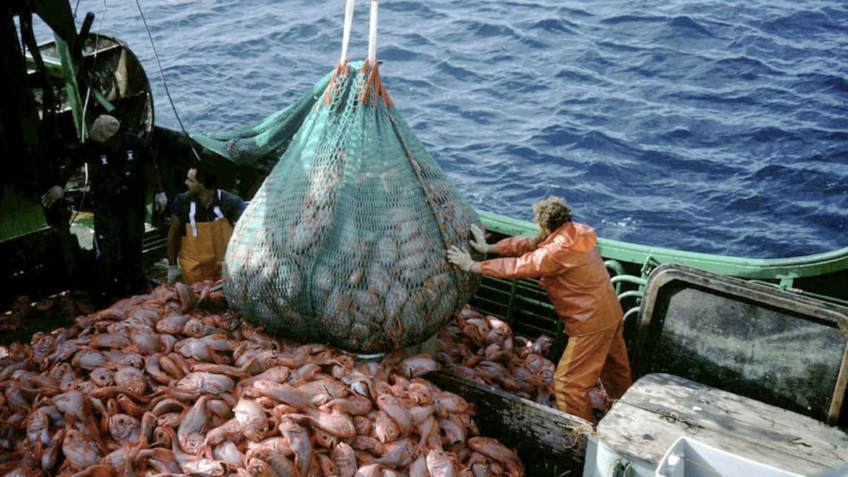 La industria de la pesca en las Islas Malvinas.