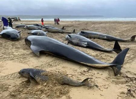 Ballenas varadas en Escocia. Foto X.