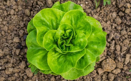 Alimentación a base de plantas. Foto: Unsplash