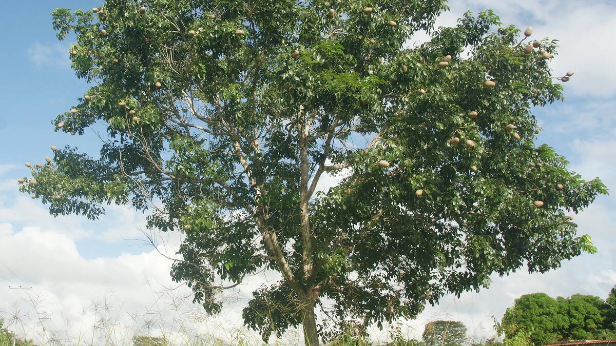 Oro rojo: el conocido árbol de Latinoamérica que es símbolo de lujo y cultura