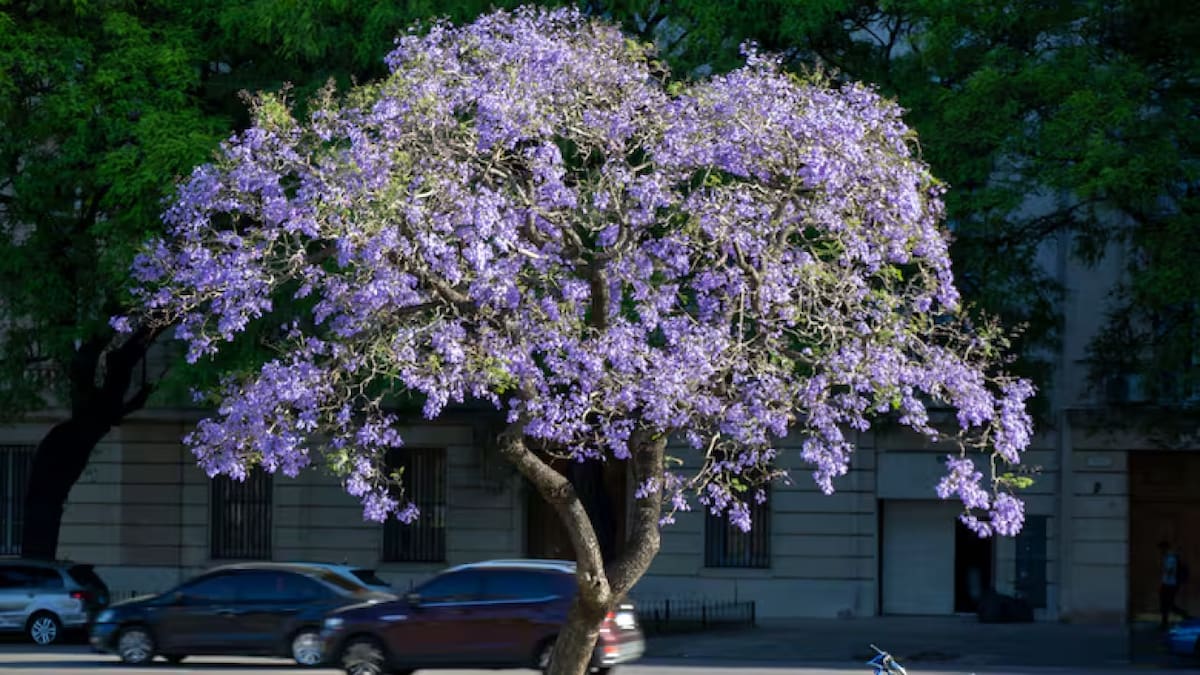 El árbol jacarandá, presente en CABA. Foto: Gobierno de la Ciudad.