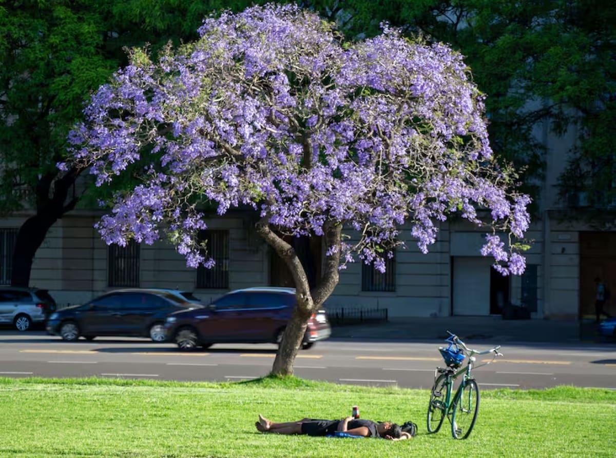 El árbol jacarandá, presente en CABA. Foto: Gobierno de la Ciudad.