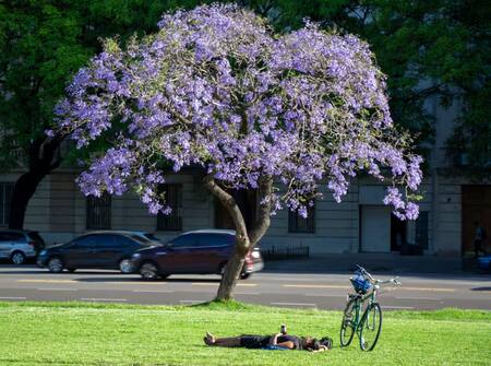 El árbol jacarandá, presente en CABA. Foto: Gobierno de la Ciudad.