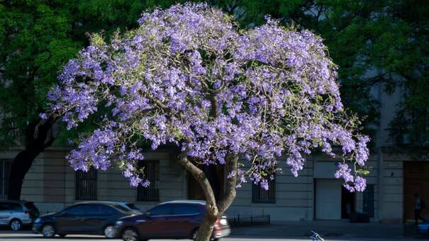 Árbol de Jacarandá: porqué octubre es el mejor momento para cultivarlo y tener el jardín lleno de flores