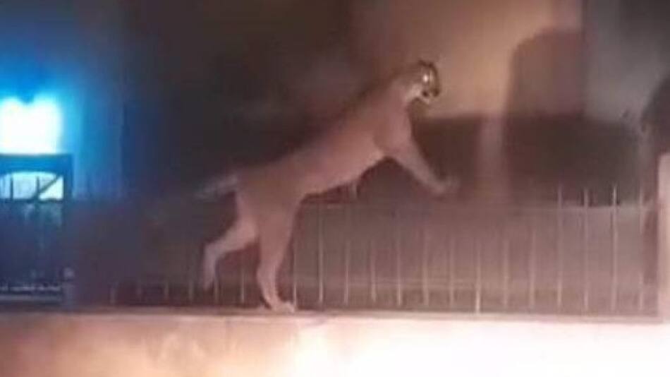 Un puma suelto en Necochea. Foto: Captura.