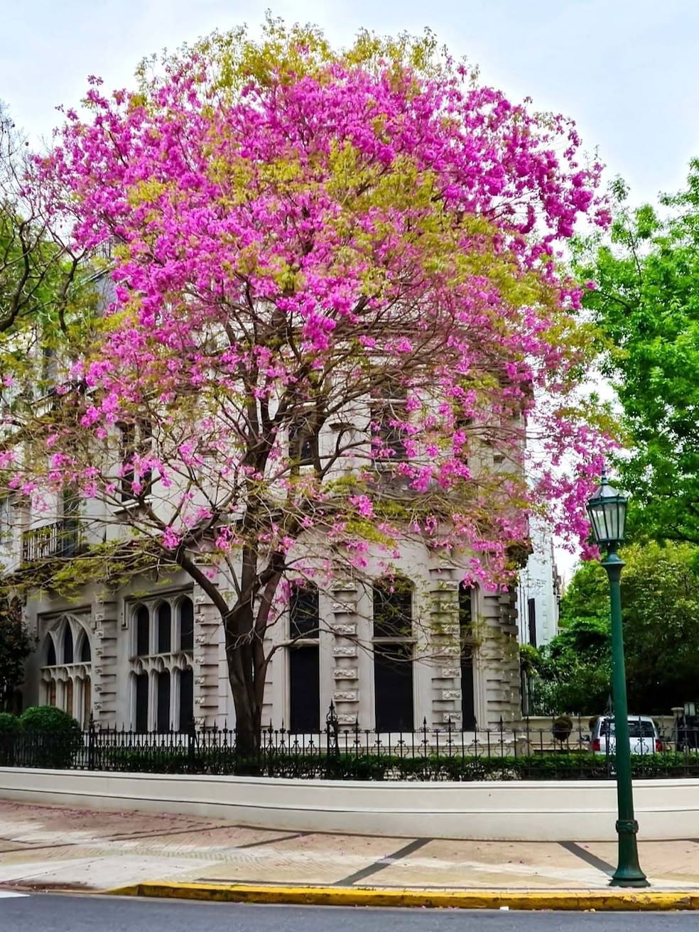 Lapacho En qué barrios florece el lapacho, el árbol que tiñe de rosa las calles ...