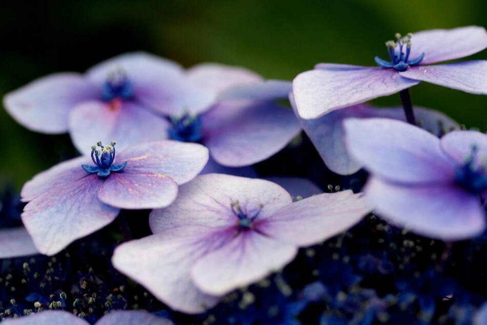 Violeta, flor. Foto: Unsplash.