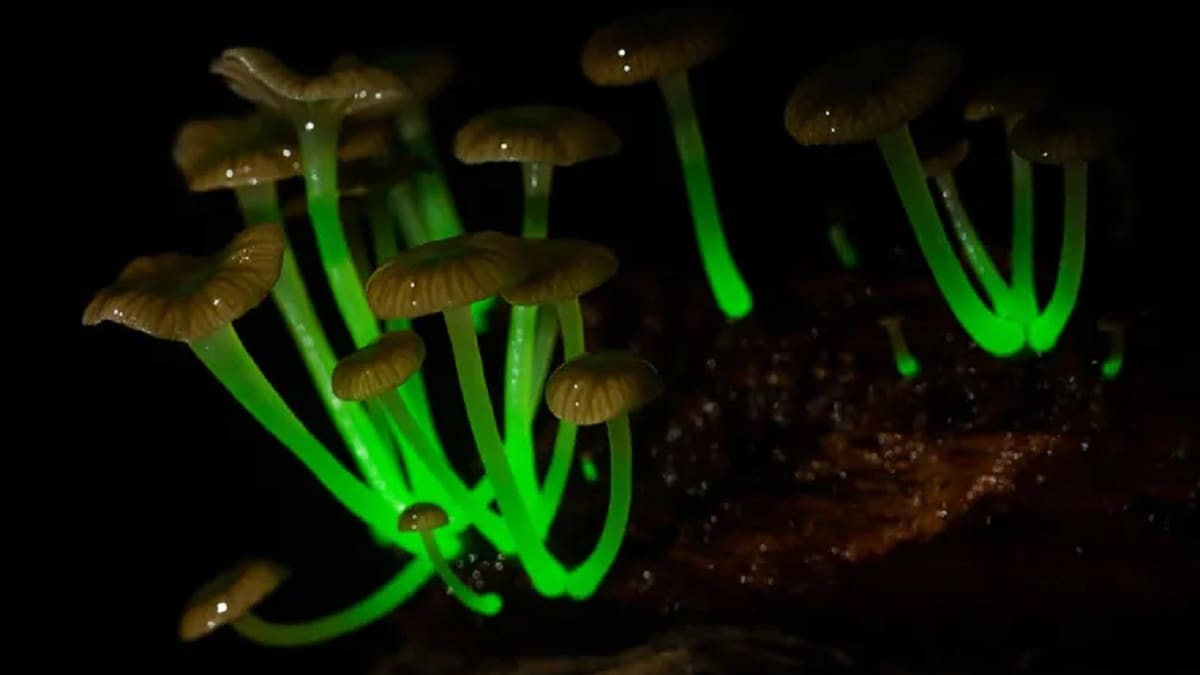 Hongos fungi que brillan en la oscuridad.