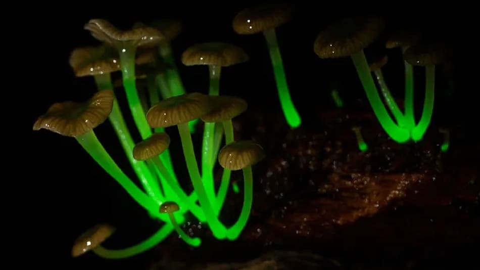Hongos fungi que brillan en la oscuridad.