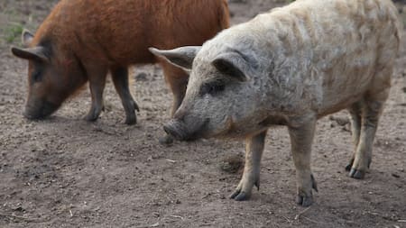 Los "súper cerdos" alarman a Estados Unidos. Foto: Reuters/Tom Little