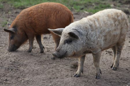 Los "súper cerdos" alarman a Estados Unidos. Foto: Reuters/Tom Little