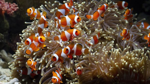 Sobrevivientes natos: la sorprendente técnica de los peces payasos contra el calentamiento de océanos
