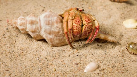 Cangrejo rosado descubierto en Australia. Fuente: EFE