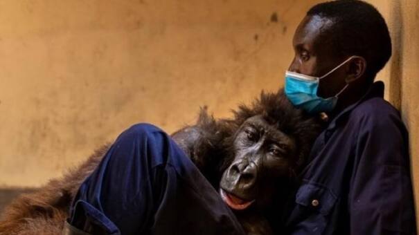 La imagen que conmueve al mundo: un gorila agonizó en los brazos de su cuidador