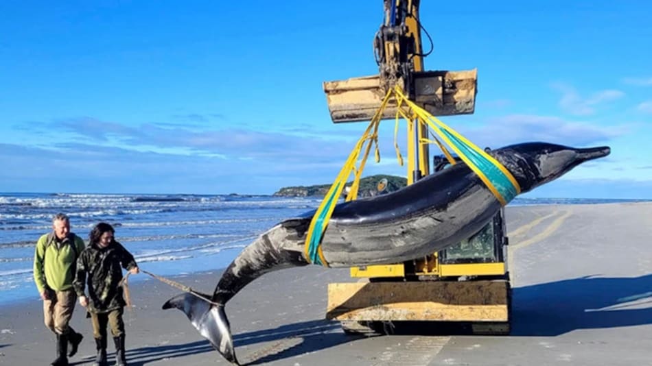 Encuentran una especie rara de ballena en Nueva Zelanda