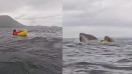 Hacía packrafting y fue tragado por una ballena que luego lo expulsó. Foto: captura.