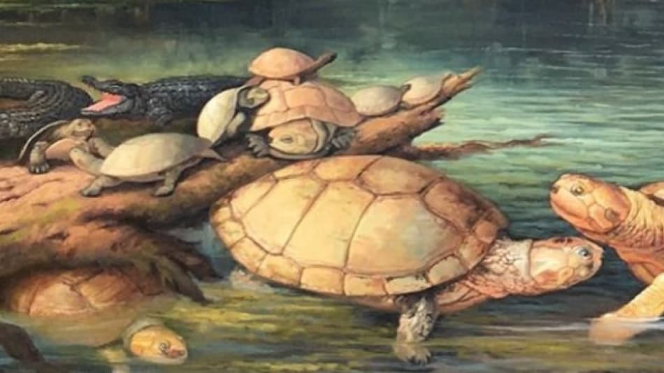 Descubre el fósil de una tortuga gigante en Colombia. Foto: Universidad del Rosario