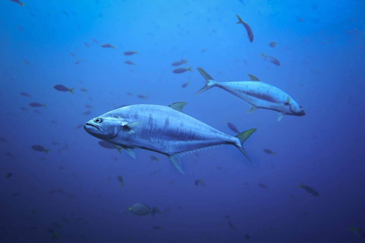 Peces. Foto: Unsplash.