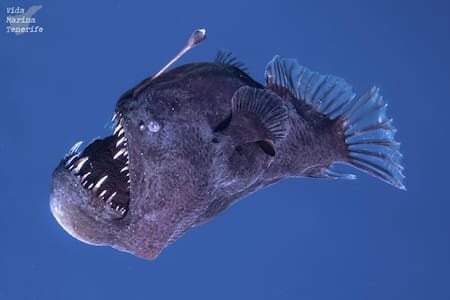 Pez "diablo negro". Foto: EFE/ Marc Martín/Vida Marina Tenerife