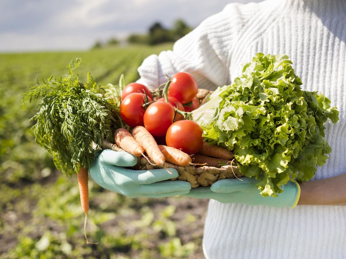 Huerta, verduras. Foto Freepik.