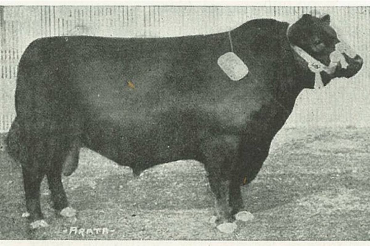Angus