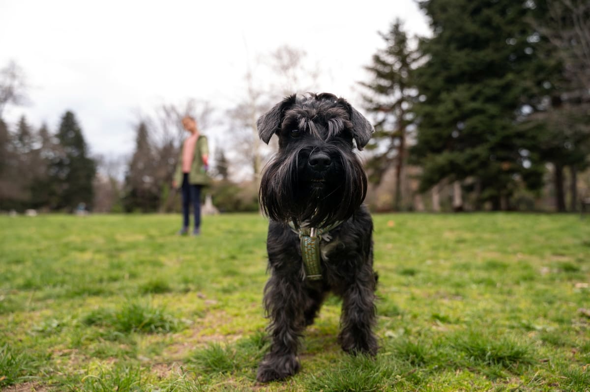 Perro Schnauzer
