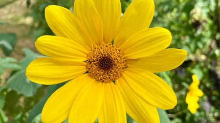Asteraceae, planta. Foto: X