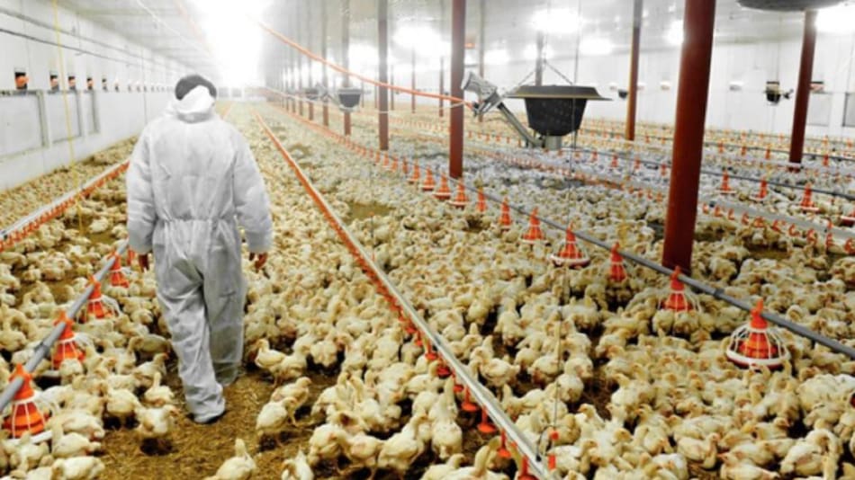 Gripe aviar. Foto: NA