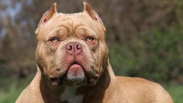 Otra nena internada en el hospital Posadas tras la mordida de un perro Pitbull