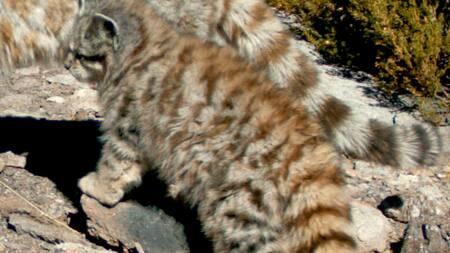 Gato andino. Foto: WCS Argentina.