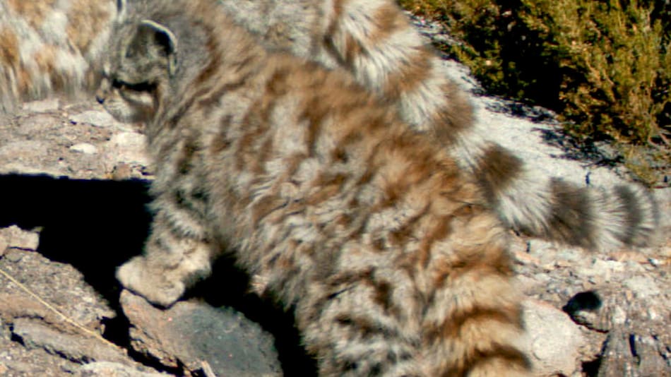 Gato andino. Foto: WCS Argentina.