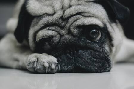 Perro; mascota. Foto: Unsplash.