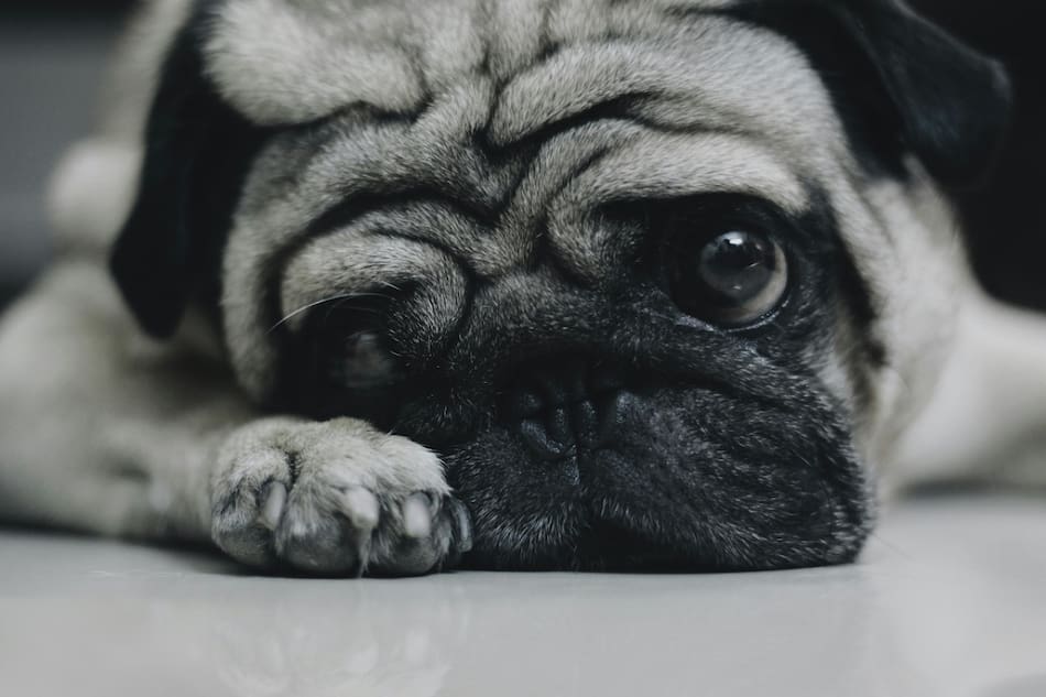 Perro; mascota. Foto: Unsplash.