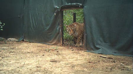 Liberaron a "Miní" en El Impenetrable, una yaguareté silvestre proveniente de Iberá. Foto: argentina.gob.ar