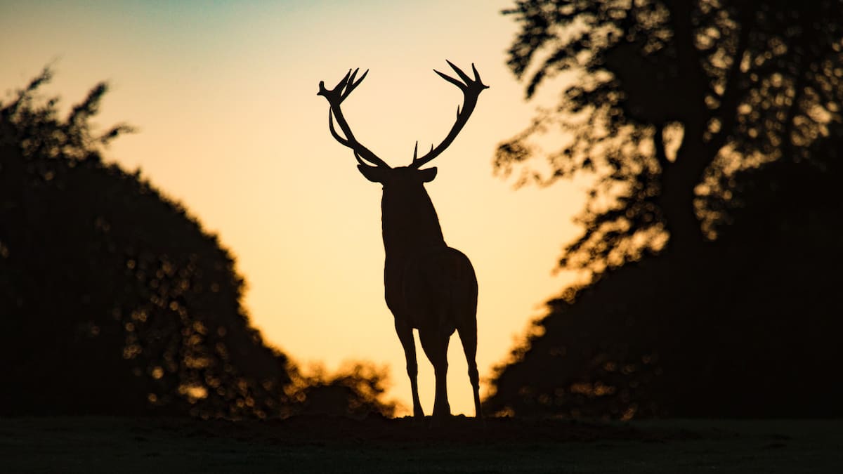 Qué es la "enfermedad del ciervo zombie" y por qué alerta a los científicos. Foto: Unsplash.