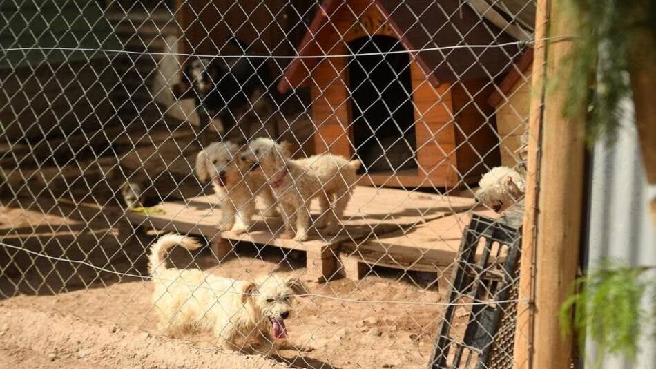 Un refugio busca concientizar sobre la adopción responsable. Foto: Télam/ Ramiro Gómez.