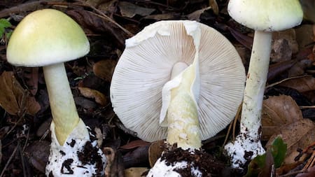 Amanita phalloides
