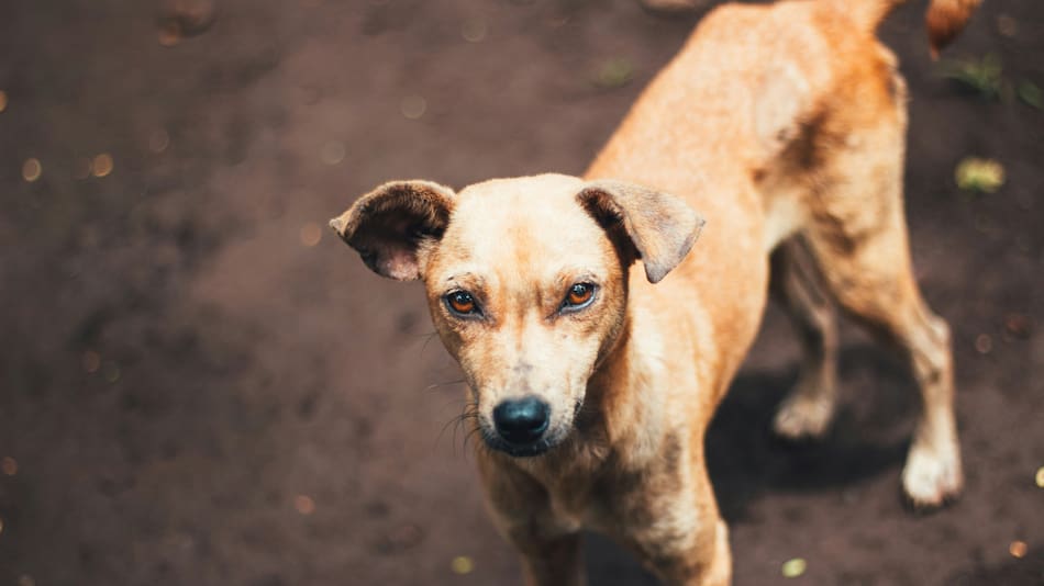 Aprende a interpretar las señales de tu perro. Foto: Unsplash