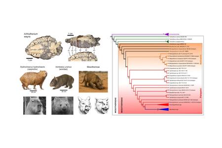 Nueva especie encontrada en Catamarca . Fotos: CONICET / Matías Armella (INSUGEO).