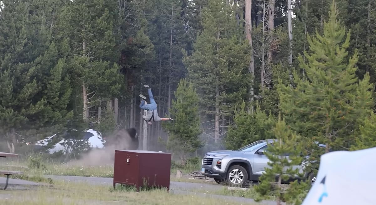 El momento donde un bisonte impacta contra un turista en el Parque Nacional de Yellowstone