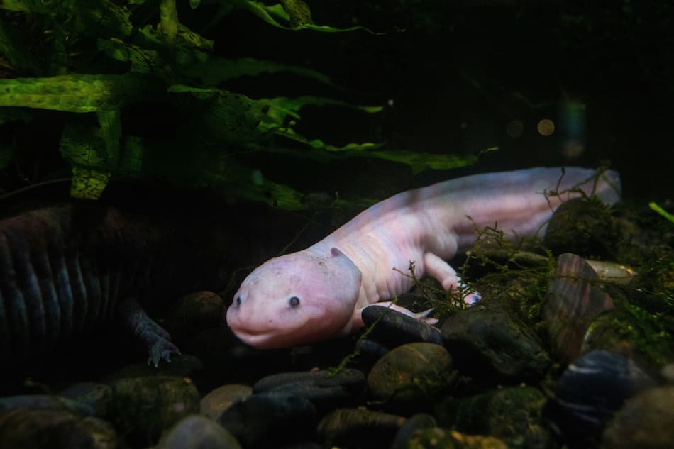 Ajolotes. Foto: Unsplash.