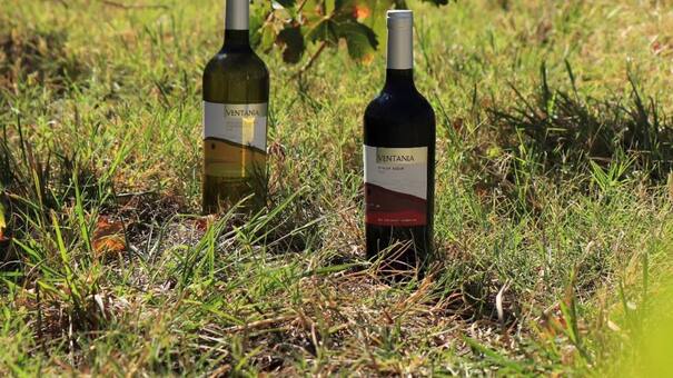 Escapadas en Buenos Aires: los destinos para degustar el mejor vino de la provincia, ¡te están esperando!