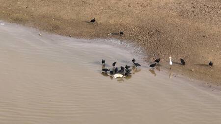 Muerte de delfines en el Amazonía. Foto: EFE