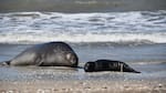 Visitantes inesperados en la costa: qué hacer cuando los lobos, focas o pingüinos se acercan a la playa