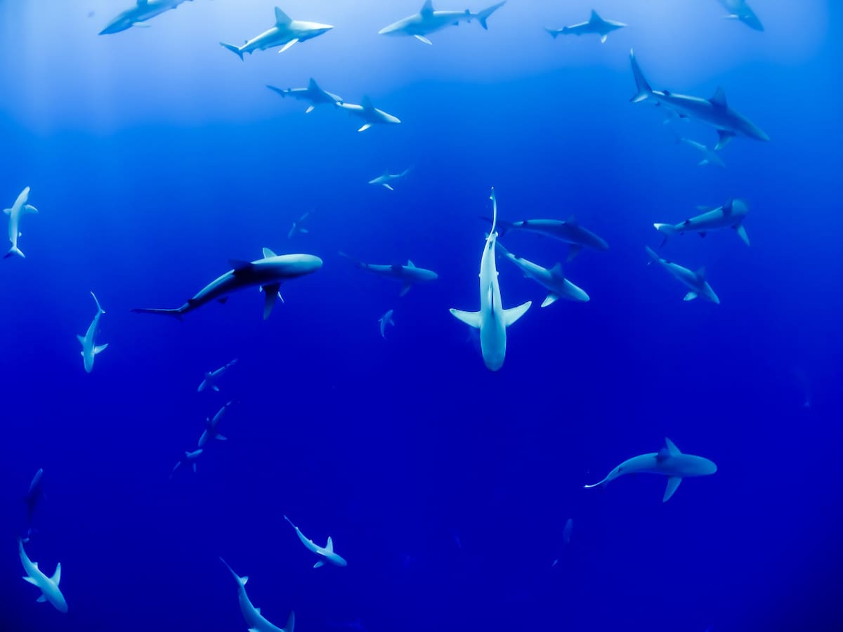 Tiburones. Foto: Unsplash