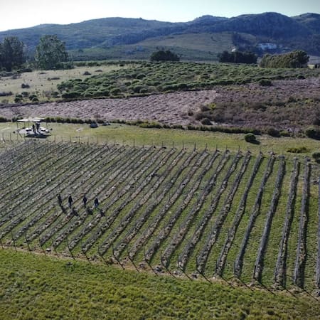 Bodega Cordón Blanco. Foto Instagram @cordonblanco.