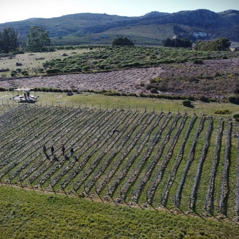 Bodega Cordón Blanco. Foto Instagram @cordonblanco.