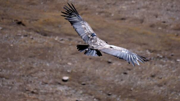 Final feliz para Pacha, la hembra cóndor que volvió a su hábitat en Bolivia