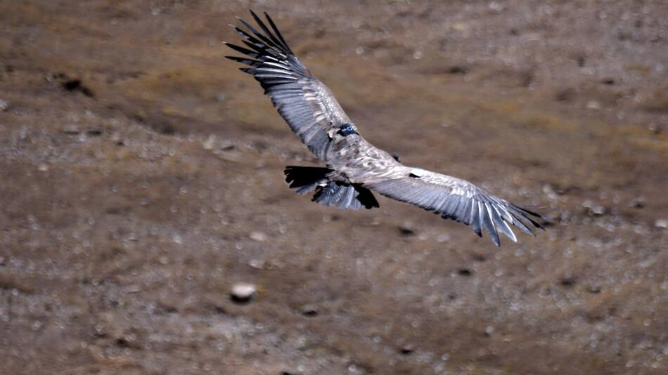 El momento en que liberan a la hembra Cóndor en Bolivia. Foto: Los Tiempos